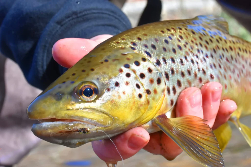 How to Target and Catch Trophy Brown Trout on the Chattahoochee Tailwater