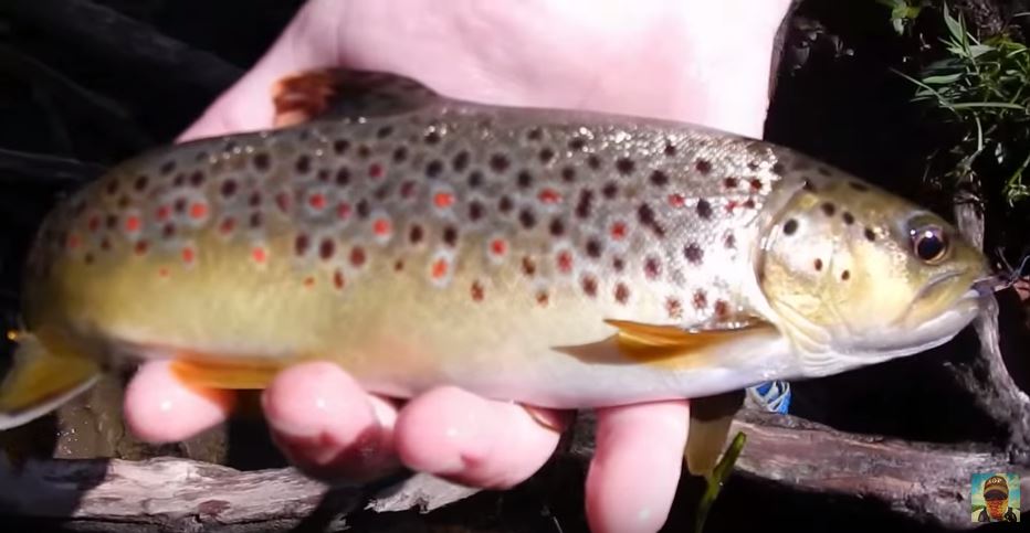The Trout Stocking Program on the Chattahoochee River